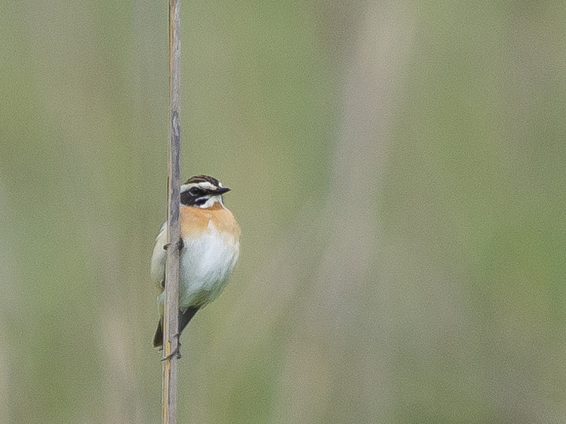 Stiaccino (Saxicola rubetra)